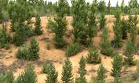 ‘China’s desertification management a model for strengthening Iran’s natural resource governance’